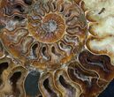Split Ammonite Half - Crystal Pockets #7809-1